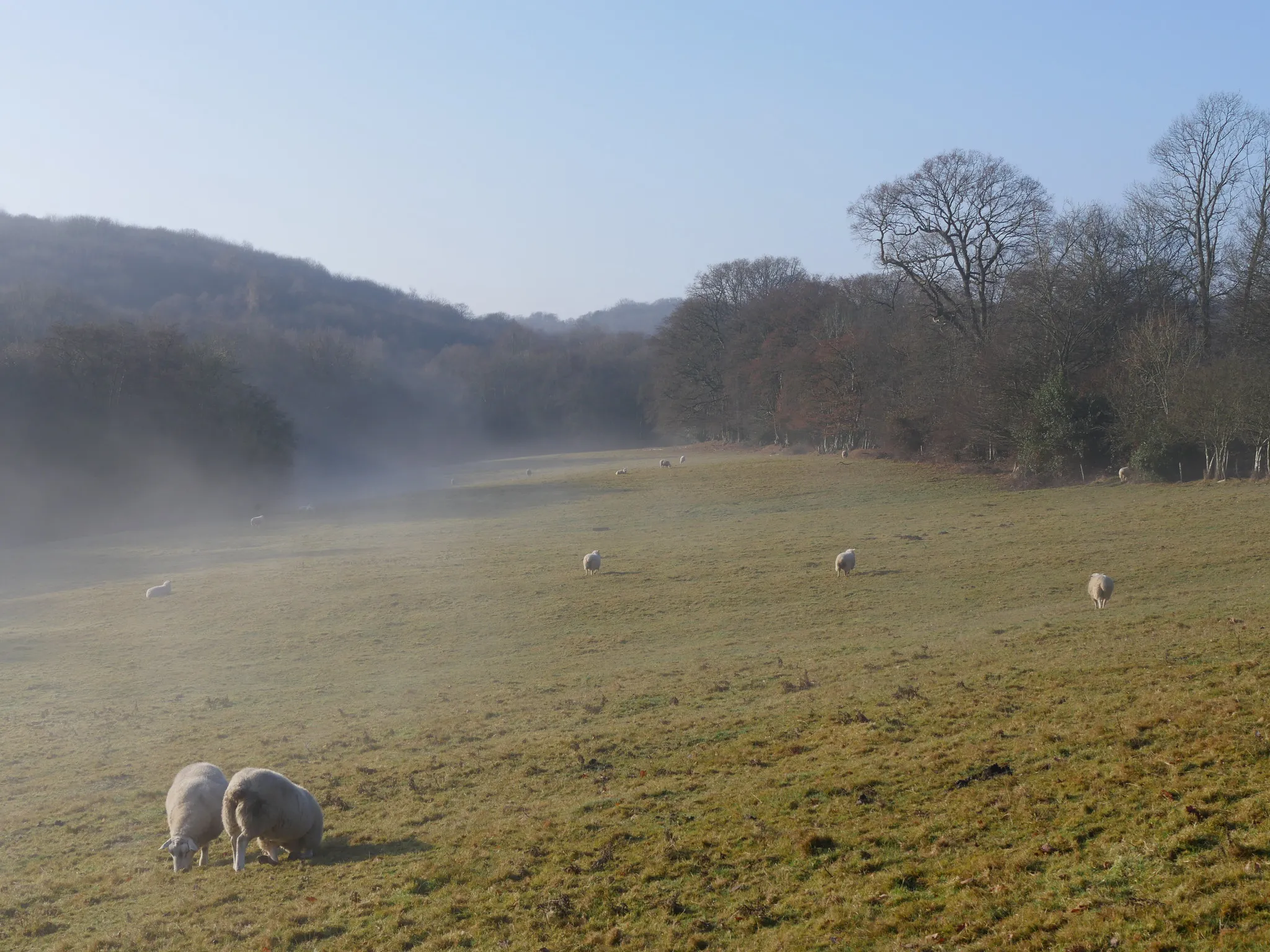 Foggy Wadhurst